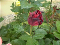 83baae31-Picture 4213.jpg